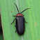 firefly