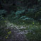 Fireflies in Field