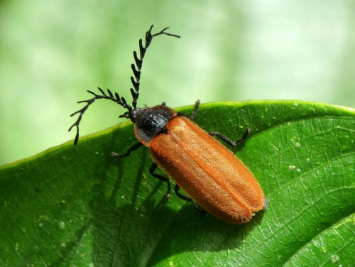 False Firefly Beetle