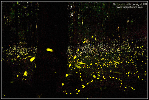 pictures of fireflies