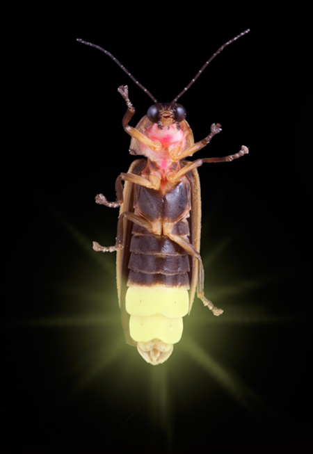 La luciole, un coléoptère plein de lumière