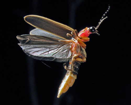 Photinus Pyralis Eastern USA firefly 