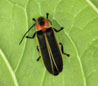 Lightning Bugs