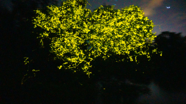 Synchronous fireflies in Southeast Asia