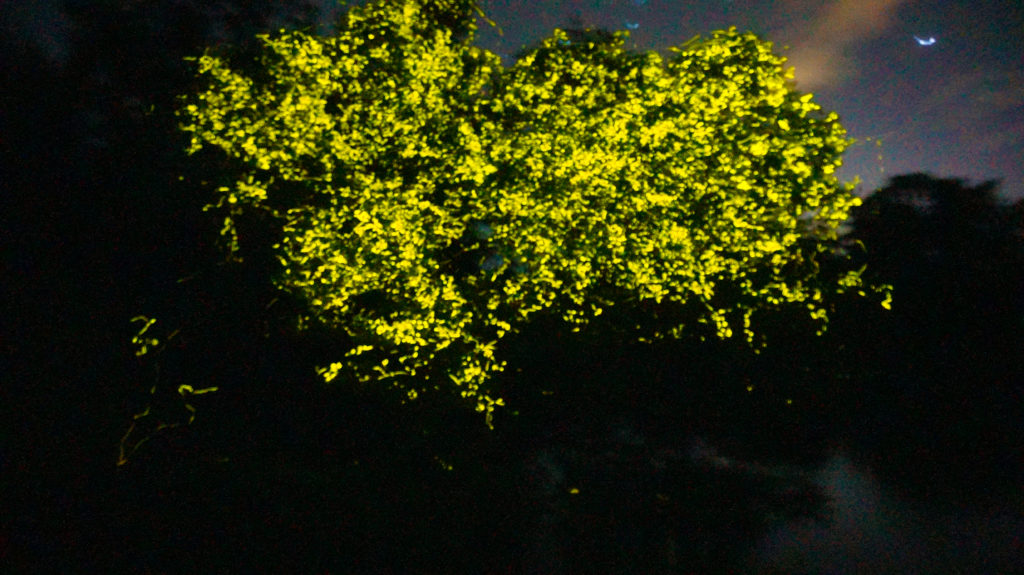 Synchronous fireflies in Southeast Asia