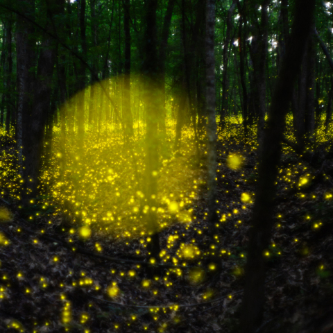 Synchronous fireflies flashing in a forest near Athens, Georgia