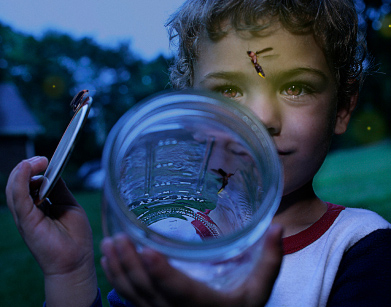 Boy catching fireflies