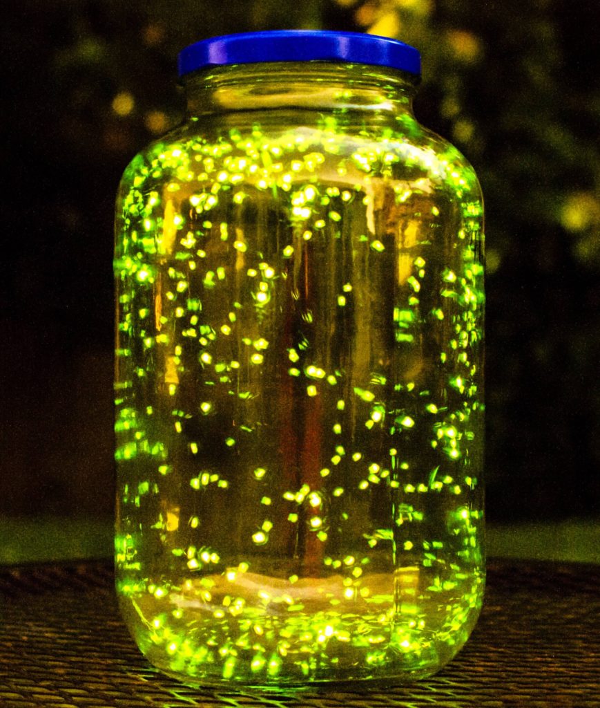 Firefly jar with many fireflies