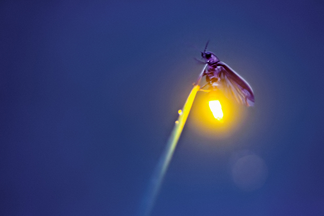 Flash of a firefly on a blade of grass