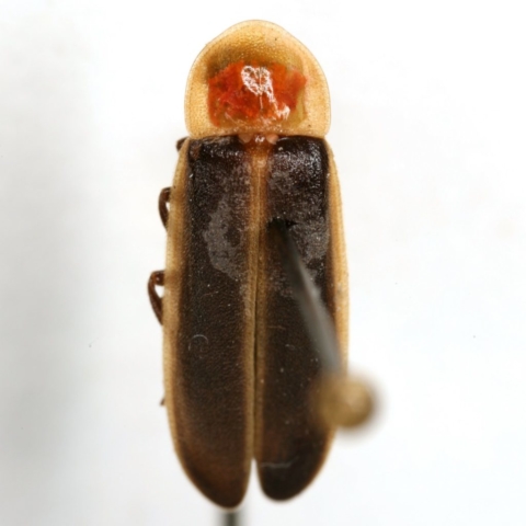 Photinus concisus - specimen from Texas A&M Insect collection