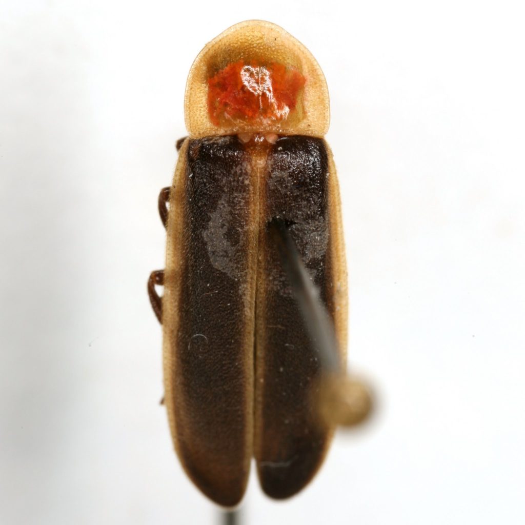 Photinus concisus - specimen from Texas A&amp;M Insect collection
