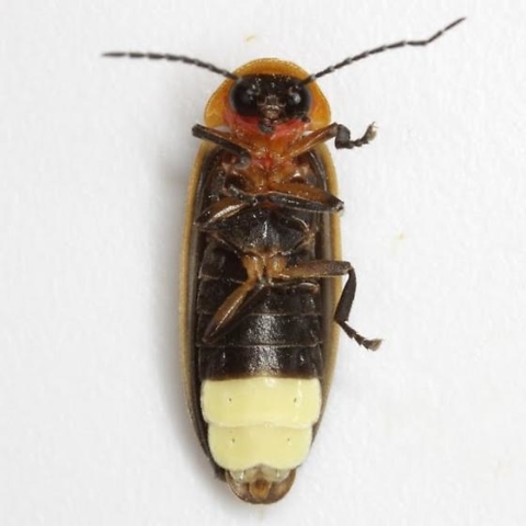 Photinus concisus (ventral)