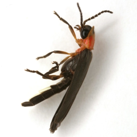 Photinus stellaris (side)