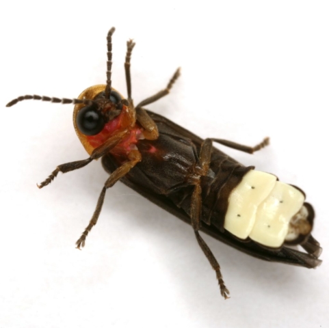 Photinus stellaris (ventral)