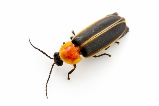 Firefly (Photinus sp.) TEXAS: Williamson Co. Cedar Park 26-May-2013 J.C. Abbott Firefly (Photinus sp.) TEXAS: Williamson Co. Cedar Park 26-May-2013 J.C. Abbott