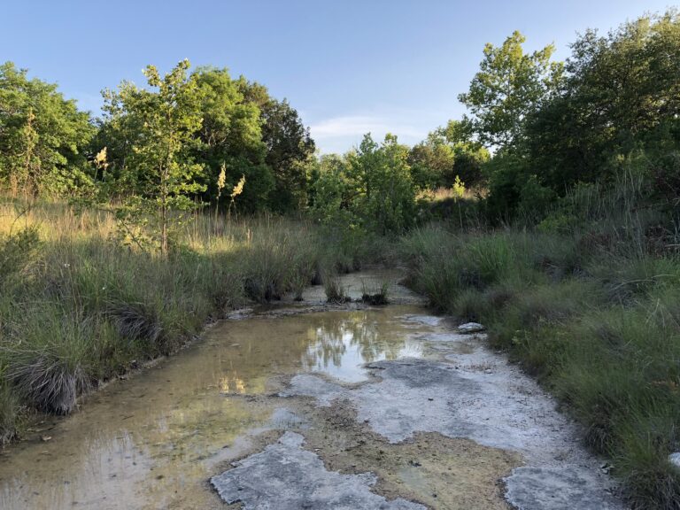 What Is A Riparian Zone Firefly Org What Is A Riparian Zone Firefly Org