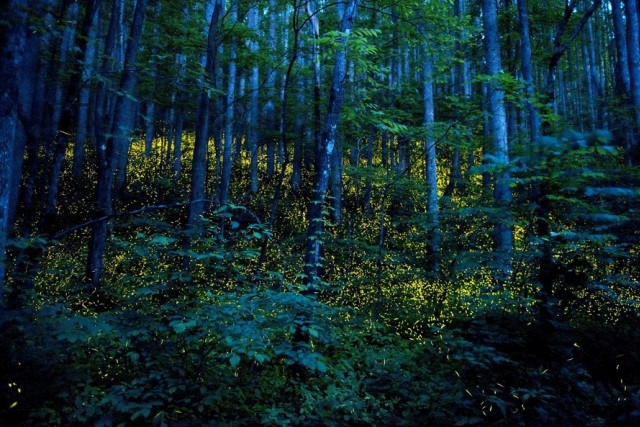 Fireflies Flashing in Great Smoky Mountains in Tennessee