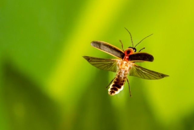 Photinus sp. firefly flashing and flying away