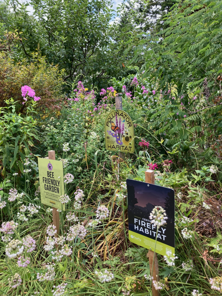 This image shows a certified firefly and wildlife habitat sign in Lisa Wolfe&#039;s habitat in Boston, MA.