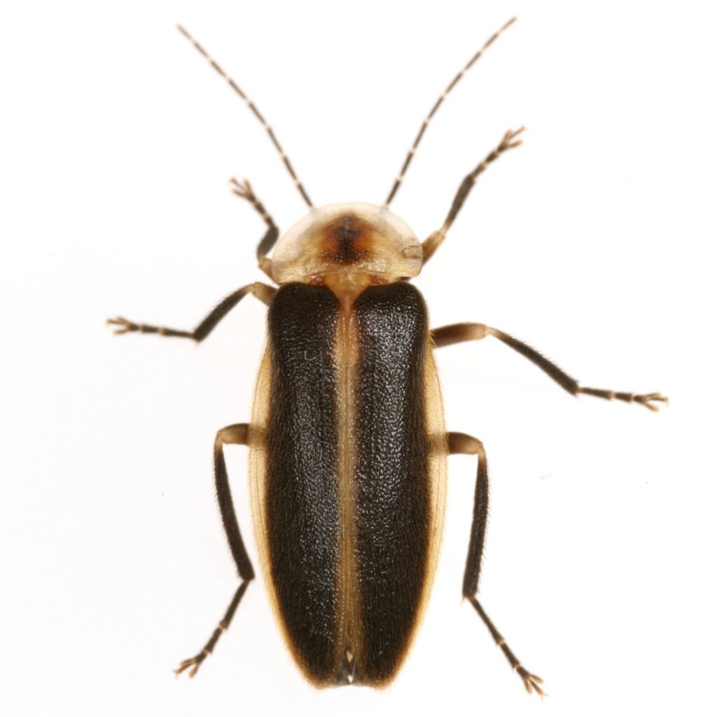 Photuris billbrowni Male dorsal side showing elytra