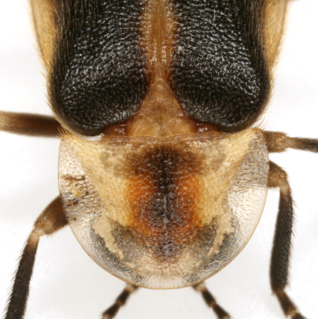 Photuris billbrowni Male showing pronotal spot