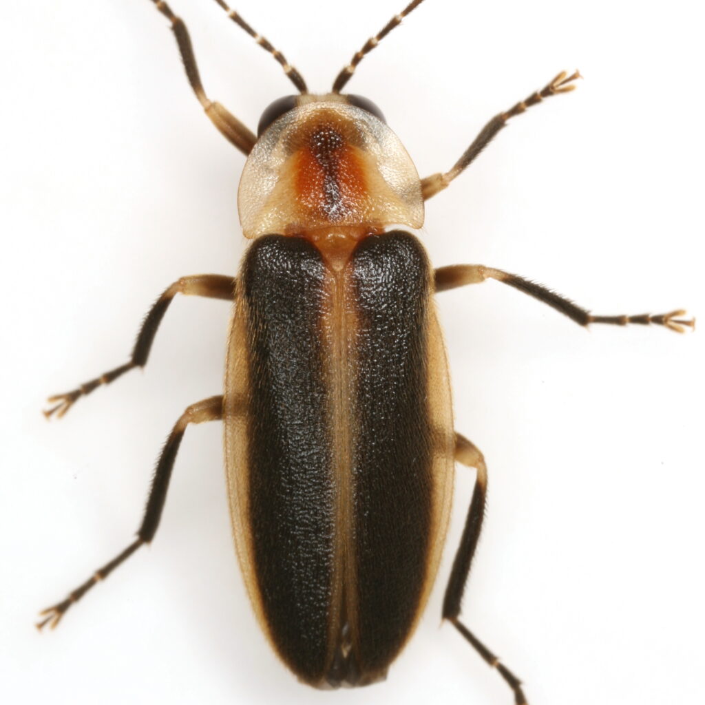 Photuris billbrowni Female dorsal side showing elytra and pronotum