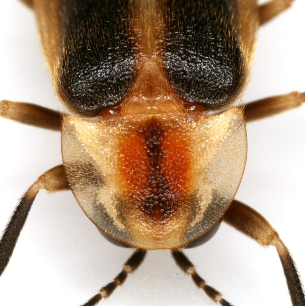 Photuris billbrowni Female showing pronotum coloration