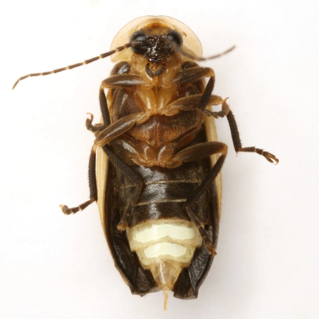 Photuris billbrowni Female ventral side showing abdominal segments and light organs