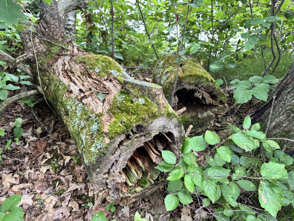 Example of rotting logs and leaf litter that make good firefly habitat