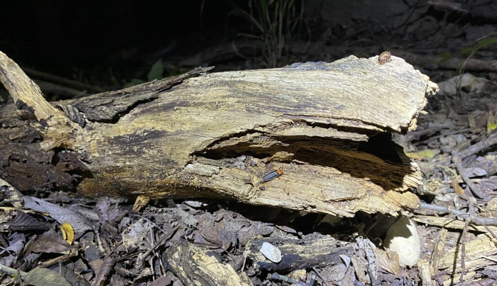 Photinus female on a log on top of leaf litter.