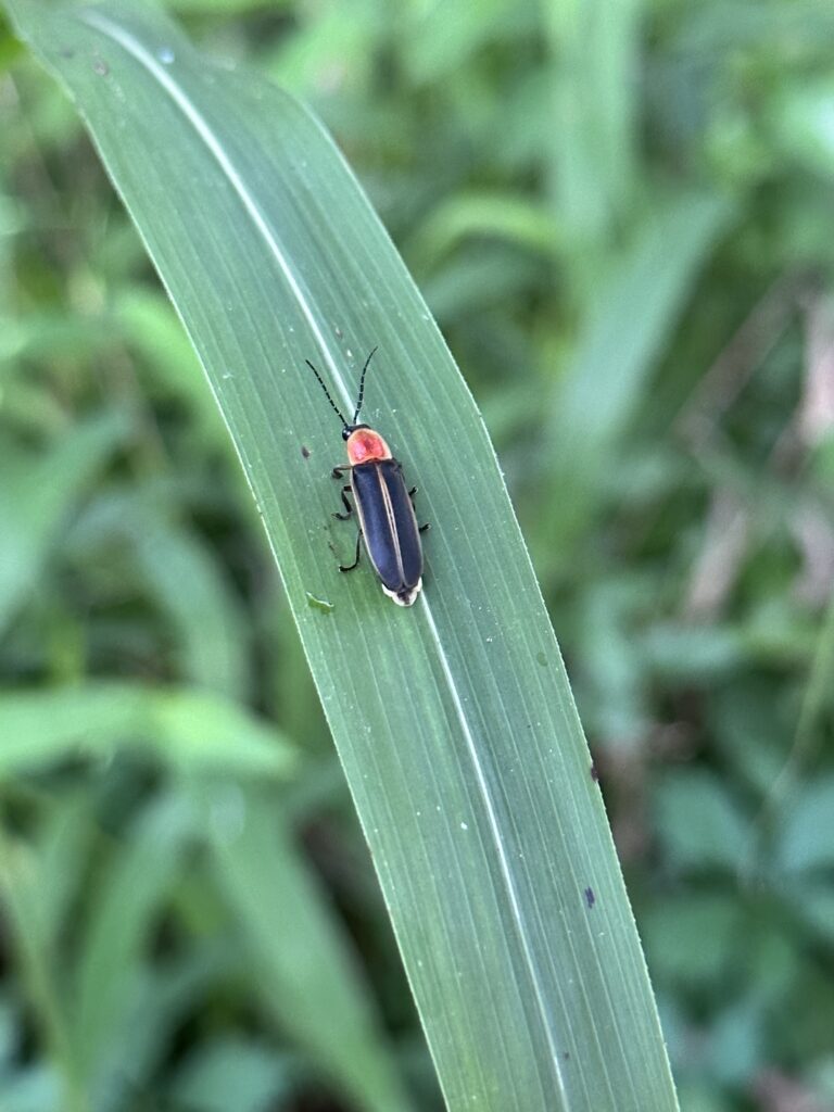 Photo of Photinus pyralis on a blade of grass