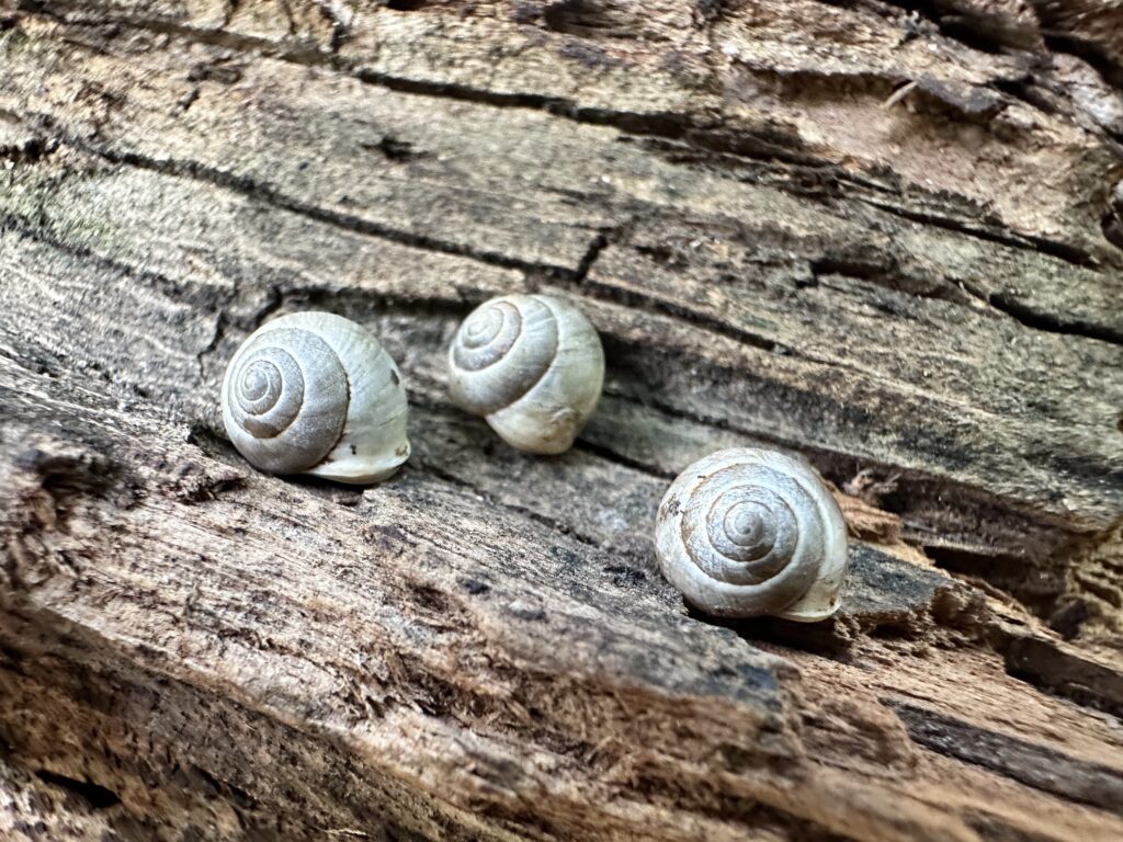 Image showing snails on a log. Snails are in genus Helicina are firefly food.