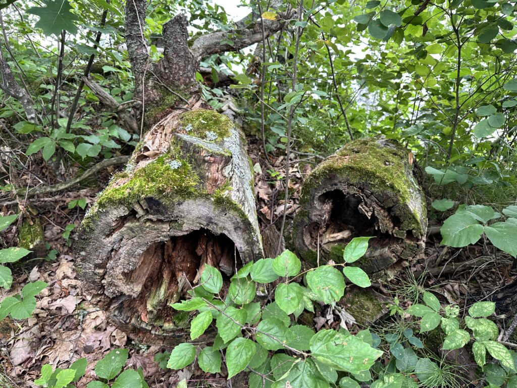 Example of rotting logs and leaf litter that make good firefly habitat.