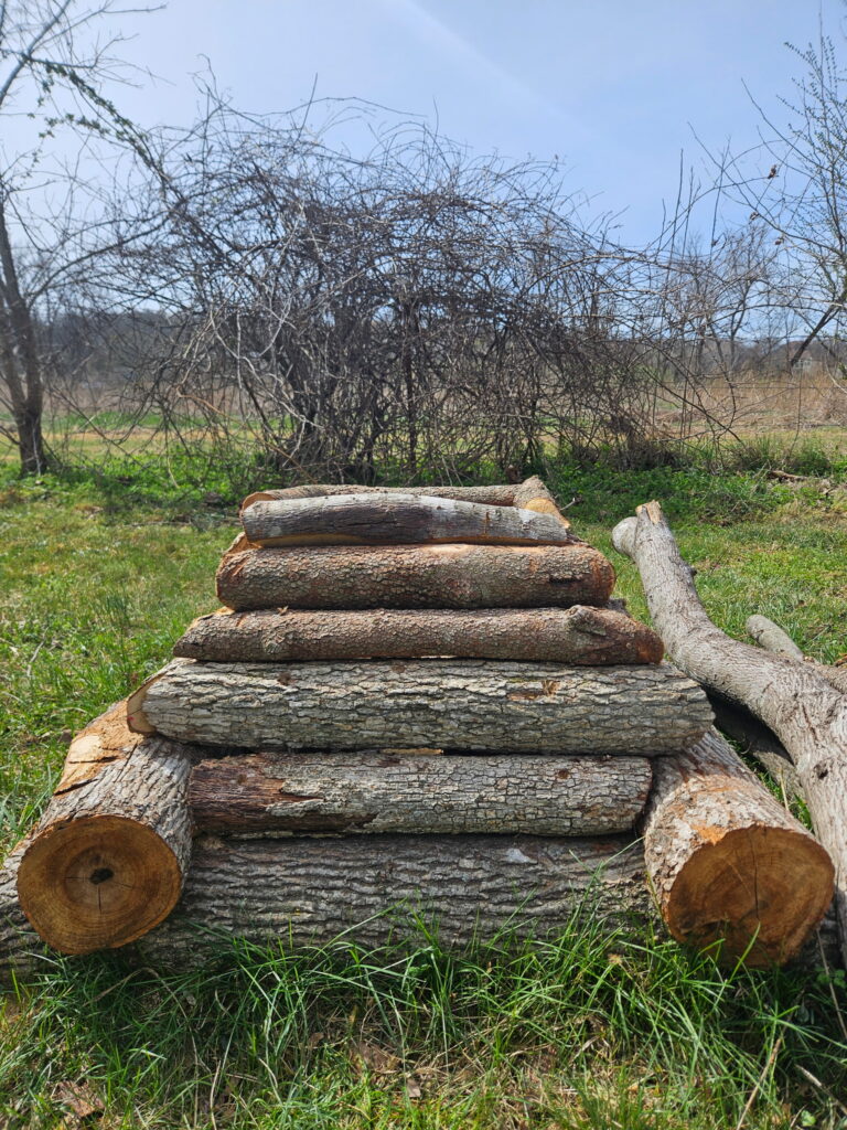Example-firefly-larvae-shelter-with-larger-logs-up-close